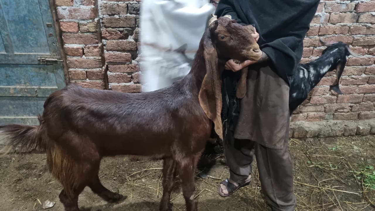 Brown Beetal Goat