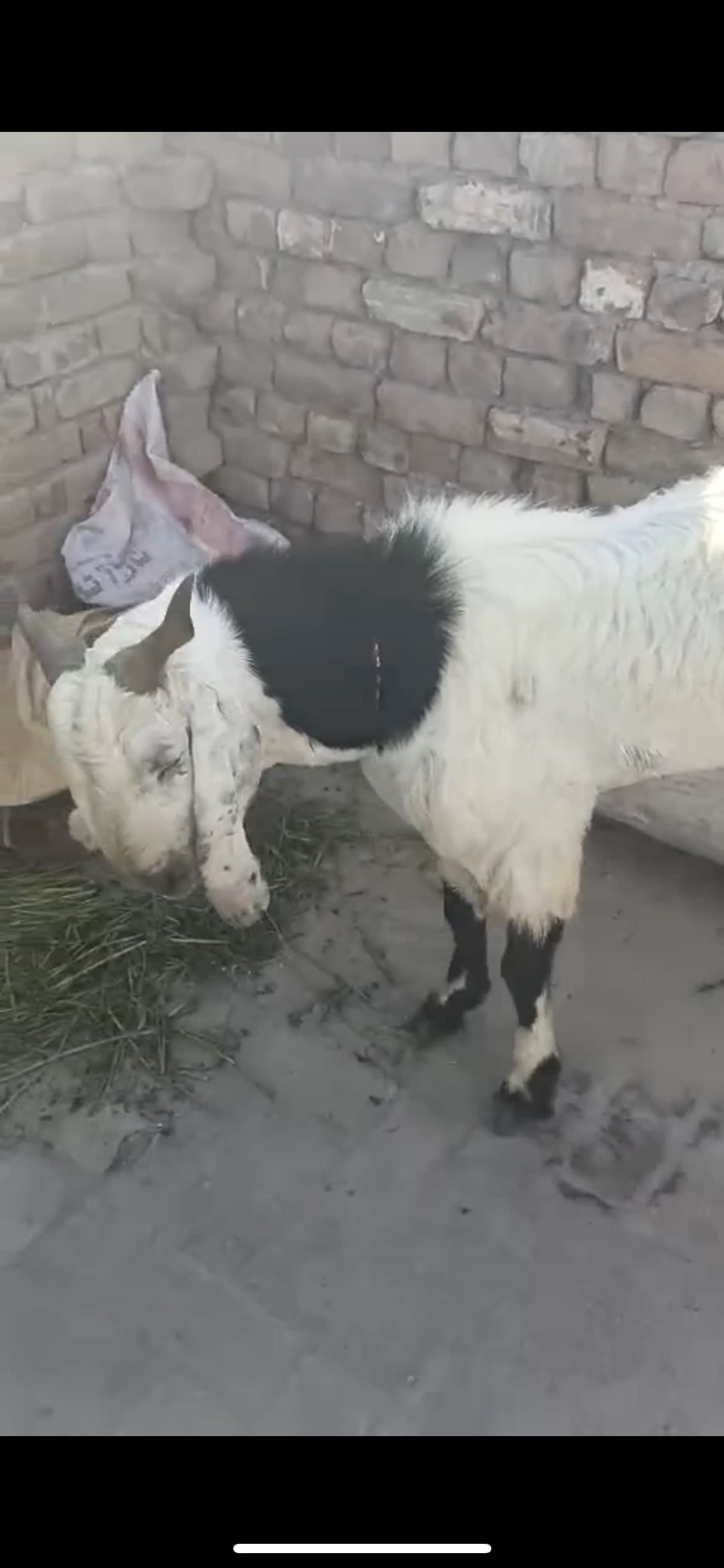 Black Neck white Beetal Goat